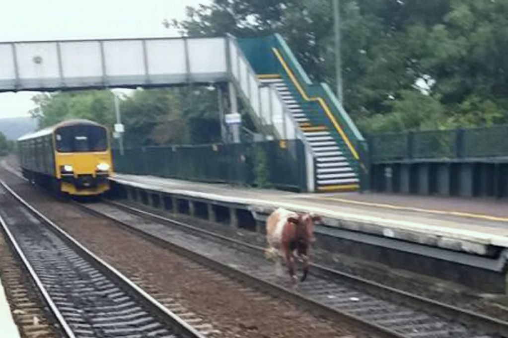 Cows, Egrets, Fences and Trains